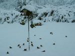 Chaffinches in the Snow