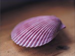 seashell