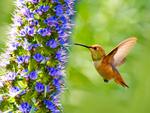 Hummingbird