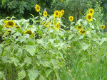 Sun flowers