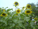 Sunflowers