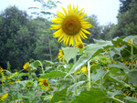 sunflowers