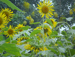 sunflowers