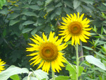 Sunflowers