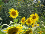 Sunflowers