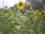 Sunflowers