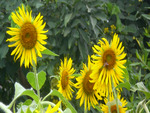 Sunflowers