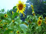 Sunflowers