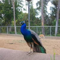 Peacock