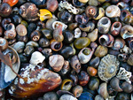 Seashells