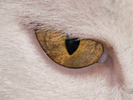 Cat's Eye