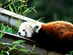 red panda