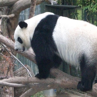PANDA BEAR