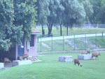 Deer house in park of Lahore