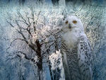 SNOWY OWL