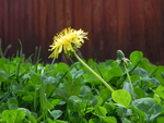 Dandelion In Clover