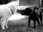 Black and White Best Friends