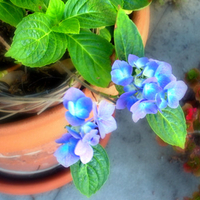 Potted Blue Flowers
