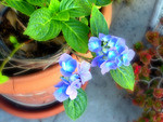 Potted Blue Flowers