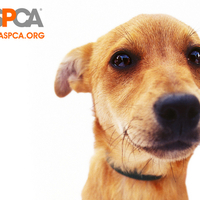 Heartbreaking Puppy Face