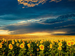 Sunflower Field