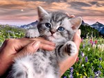 Cute Kitten