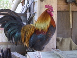 ROOSTER