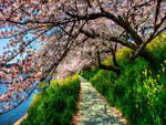 cherry-blossom-tunnel