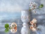 Seashell Still Life