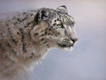 Snowleopard