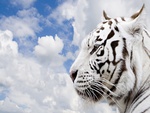 blue sky white tiger
