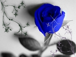 BLUE ROSE
