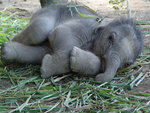 Elephant Baby
