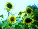 Sunflowers