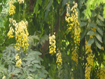 Flowering plants