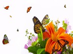 Bouquets and Butterflies