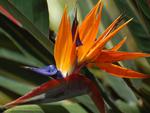 Bird of Paradise