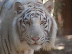 WhiteTiger