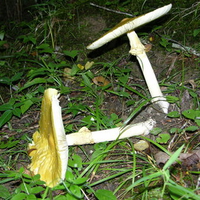 Fallen Mushroom