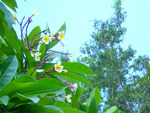 Flowering branch