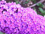Buddleia.