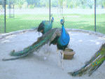 Peacocks