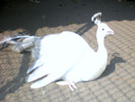 White peacock