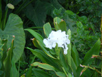 White canna