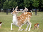 Deer at Burghley house