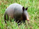Texas Nine Banded Armadillo