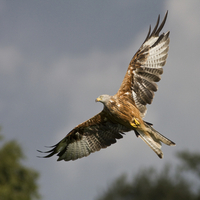 Red Kite ~ Milvus milvus