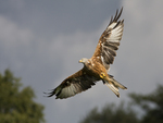 Red Kite ~ Milvus milvus