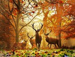 Forest bucks