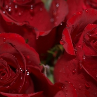 Red Roses